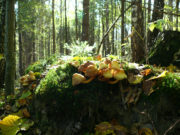 Las Lipowy Obrożyska - jesień 2011