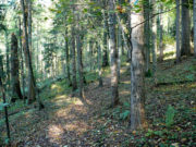 Las Lipowy Obrożyska - jesień 2011